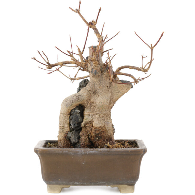 Acer buergerianum, 19 cm, ± 15 years old