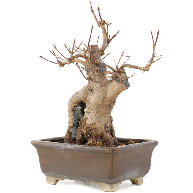 Acer buergerianum, 19 cm, ± 15 Jahre alt