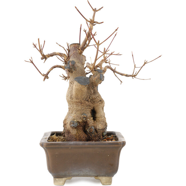 Acer buergerianum, 19 cm, ± 15 Jahre alt