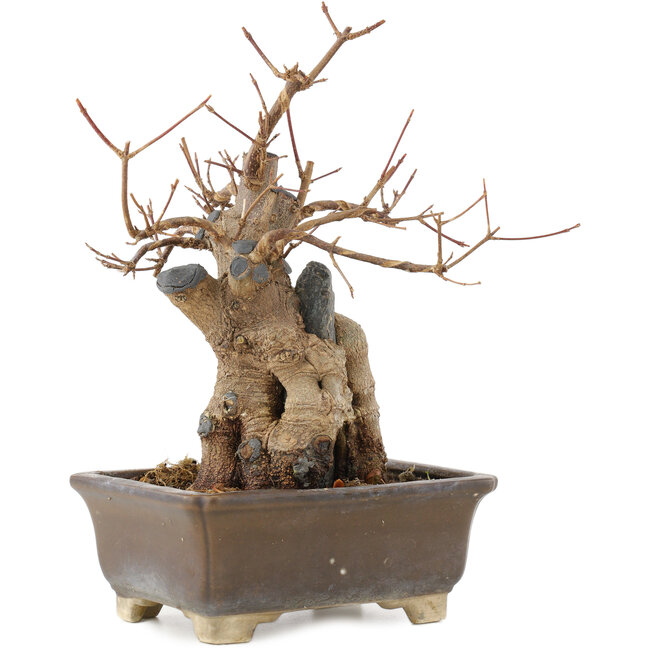 Acer buergerianum, 19 cm, ± 15 años