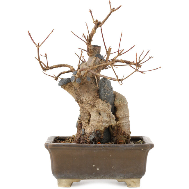 Acer buergerianum, 19 cm, ± 15 years old