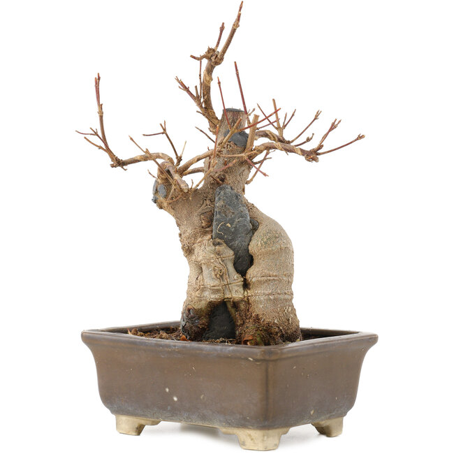 Acer buergerianum, 19 cm, ± 15 anni