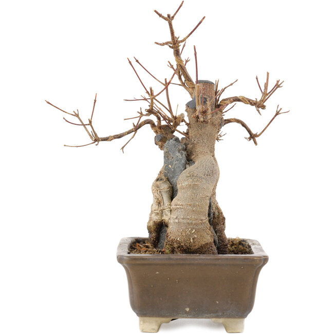 Acer buergerianum, 19 cm, ± 15 años