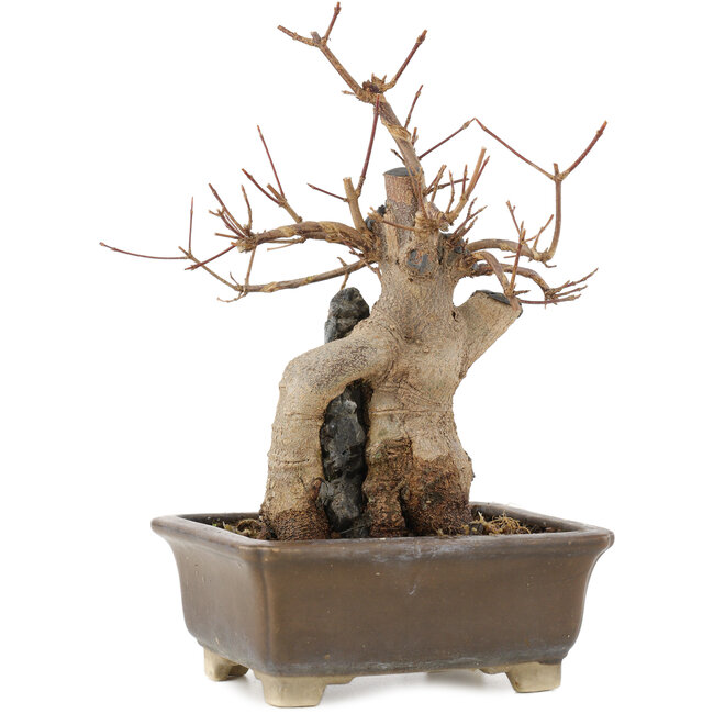 Acer buergerianum, 19 cm, ± 15 years old