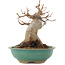 Acer buergerianum, 14 cm, ± 12 anni, in vaso con una fessura