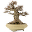 Acer buergerianum, 26,5 cm, ± 20 anni, in un vaso giapponese fatto a mano