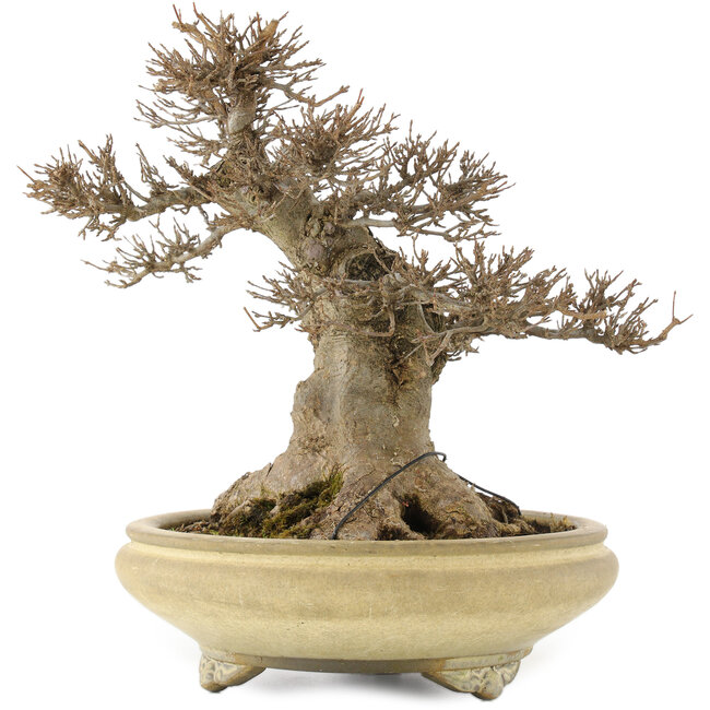 Acer buergerianum, 26,5 cm, ± 20 ans, dans un pot japonais fait main