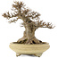Acer buergerianum, 26,5 cm, ± 20 years old, in a handmade Japanese pot