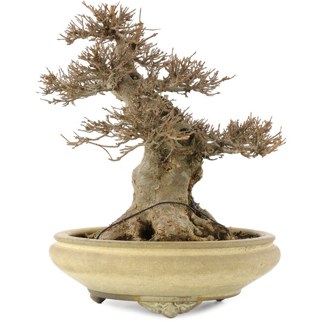 Acer buergerianum, 26,5 cm, ± 20 jaar oud, in een handgemaakte Japanse pot