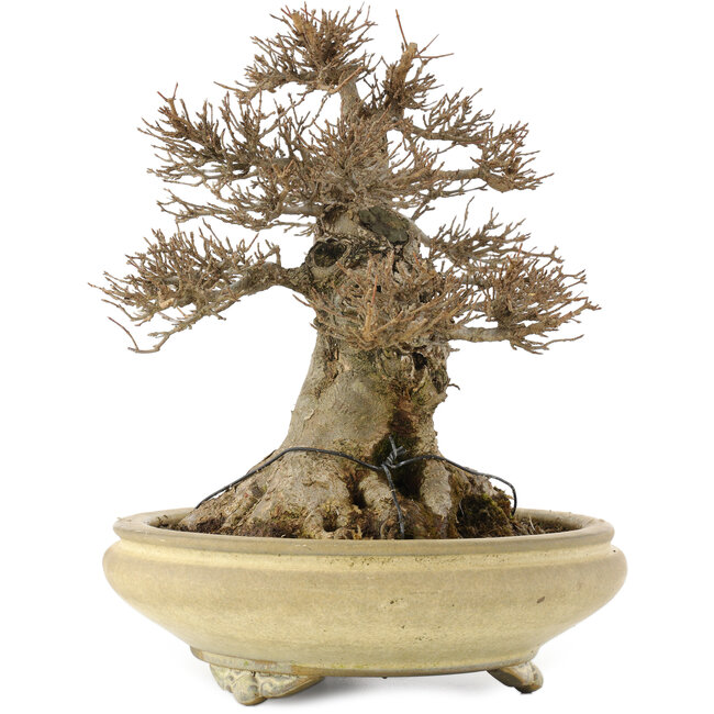 Acer buergerianum, 26,5 cm, ± 20 years old, in a handmade Japanese pot