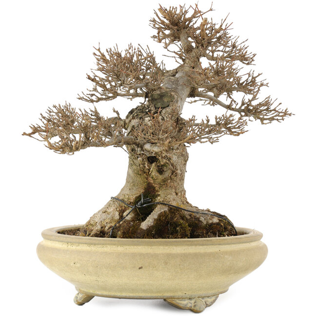 Acer buergerianum, 26,5 cm, ± 20 años, en maceta japonesa hecha a mano