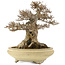 Acer buergerianum, 26,5 cm, ± 20 anni, in un vaso giapponese fatto a mano