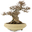 Acer buergerianum, 26,5 cm, ± 20 anni, in un vaso giapponese fatto a mano