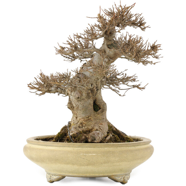 Acer buergerianum, 26,5 cm, ± 20 years old, in a handmade Japanese pot