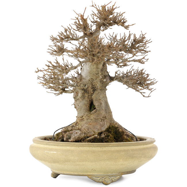 Acer buergerianum, 26,5 cm, ± 20 jaar oud, in een handgemaakte Japanse pot