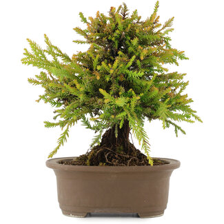 Cryptomeria japonica, 22,5 cm, ± 15 anni