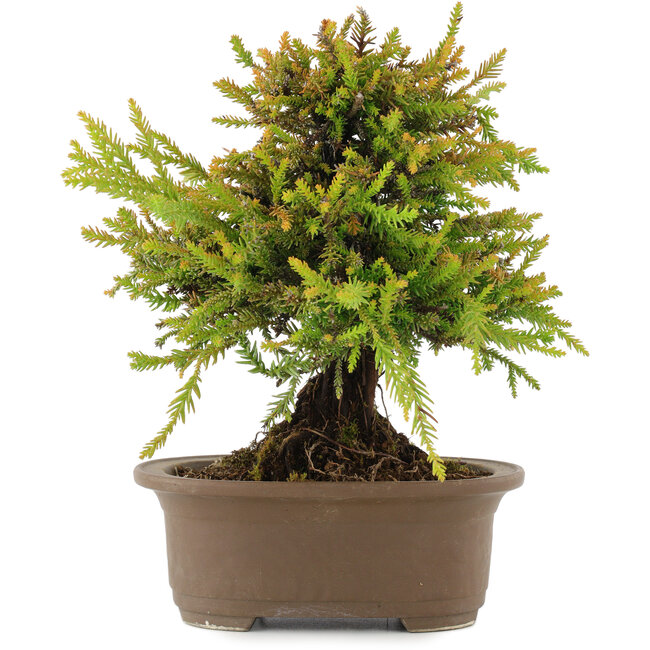 Cryptomeria japonica, 22,5 cm, ± 15 años