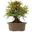 Cryptomeria japonica, 22,5 cm, ± 15 jaar oud