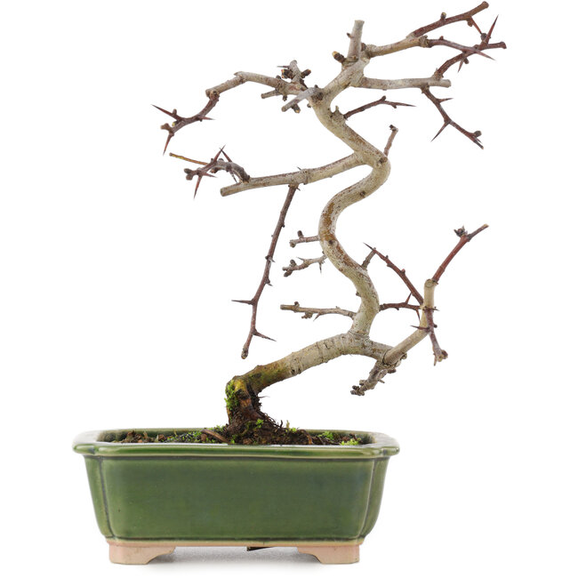 Crataegus cuneata, 16 cm, ± 5 anni, in un vaso giapponese fatto a mano