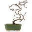 Crataegus cuneata, 16 cm, ± 5 Jahre alt, in einem handgefertigten japanischen Topf