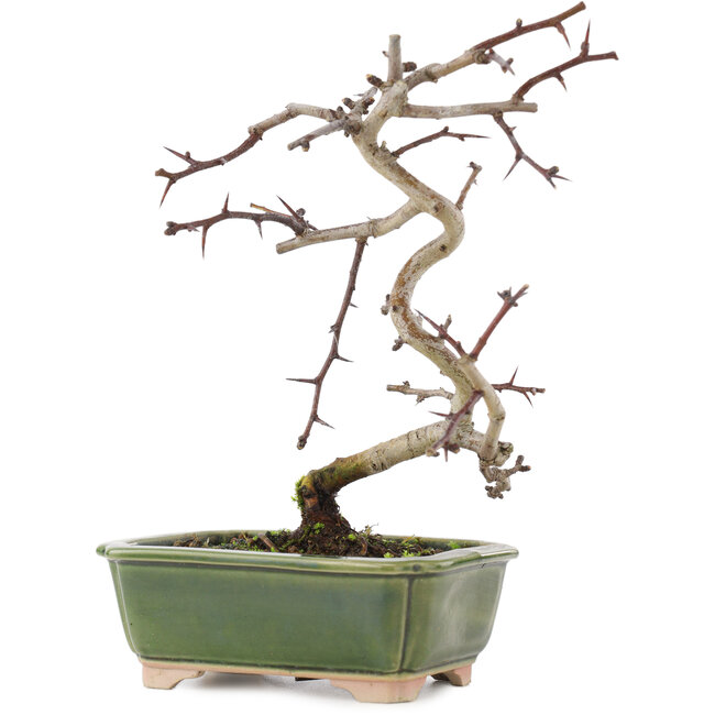 Crataegus cuneata, 16 cm, ± 5 años, en maceta japonesa hecha a mano