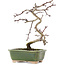 Crataegus cuneata, 16 cm, ± 5 jaar oud, in een handgemaakte Japanse pot