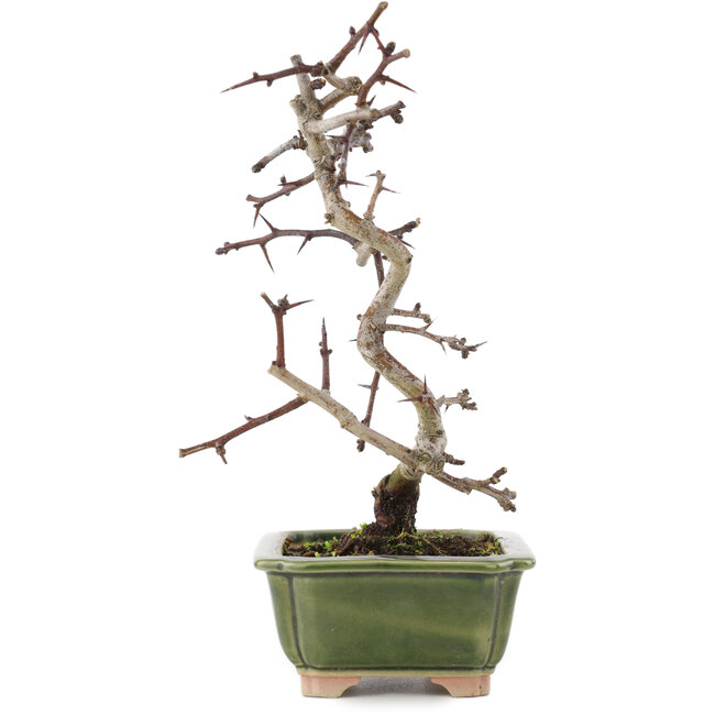 Crataegus cuneata, 16 cm, ± 5 anni, in un vaso giapponese fatto a mano