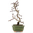 Crataegus cuneata, 16 cm, ± 5 anni, in un vaso giapponese fatto a mano
