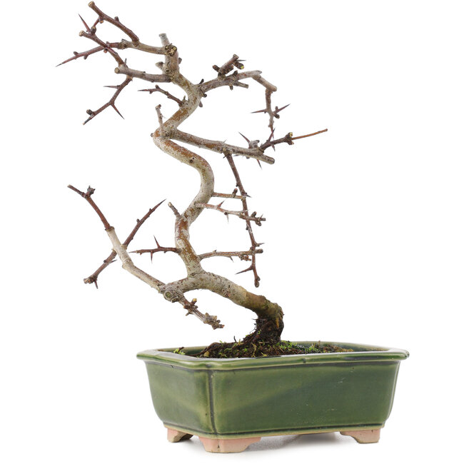 Crataegus cuneata, 16 cm, ± 5 anni, in un vaso giapponese fatto a mano
