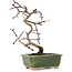 Crataegus cuneata, 16 cm, ± 5 jaar oud, in een handgemaakte Japanse pot