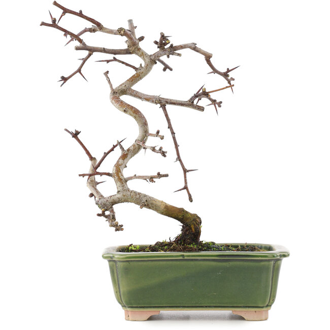 Crataegus cuneata, 16 cm, ± 5 years old, in a handmade Japanese pot