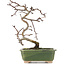 Crataegus cuneata, 16 cm, ± 5 anni, in un vaso giapponese fatto a mano