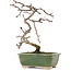Crataegus cuneata, 16 cm, ± 5 años, en maceta japonesa hecha a mano