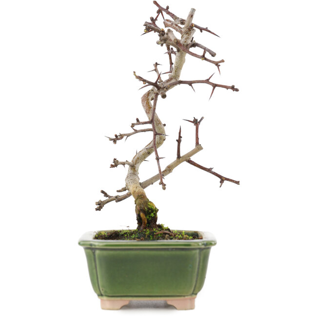 Crataegus cuneata, 16 cm, ± 5 ans, dans un pot japonais fait main