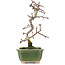 Crataegus cuneata, 16 cm, ± 5 Jahre alt, in einem handgefertigten japanischen Topf