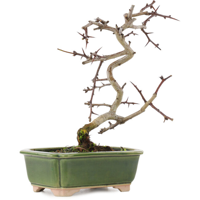 Crataegus cuneata, 16 cm, ± 5 ans, dans un pot japonais fait main