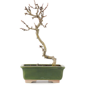 Crataegus cuneata, 17,5 cm, ± 5 ans