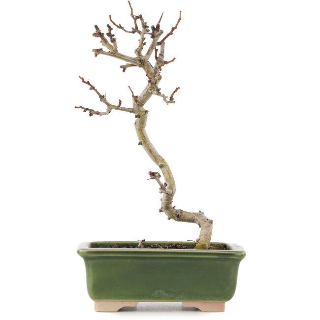 Crataegus cuneata, 17,5 cm, ± 5 ans, dans un pot japonais fait main