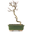 Crataegus cuneata, 17,5 cm, ± 5 jaar oud, in een handgemaakte Japanse pot