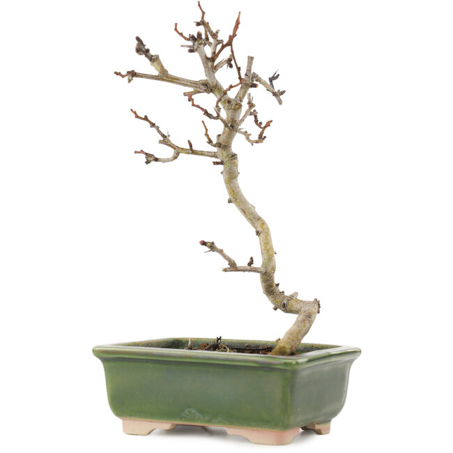Crataegus cuneata, 17,5 cm, ± 5 anni, in un vaso giapponese fatto a mano