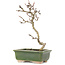 Crataegus cuneata, 17,5 cm, ± 5 jaar oud, in een handgemaakte Japanse pot