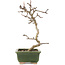 Crataegus cuneata, 17,5 cm, ± 5 years old, in a handmade Japanese pot