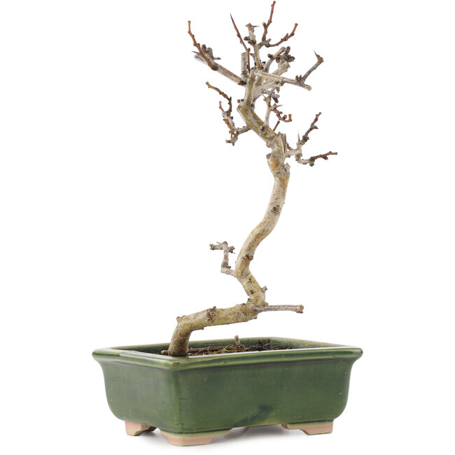 Crataegus cuneata, 17,5 cm, ± 5 Jahre alt, in einem handgefertigten japanischen Topf