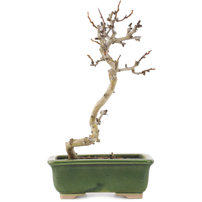 Crataegus cuneata, 17,5 cm, ± 5 Jahre alt, in einem handgefertigten japanischen Topf
