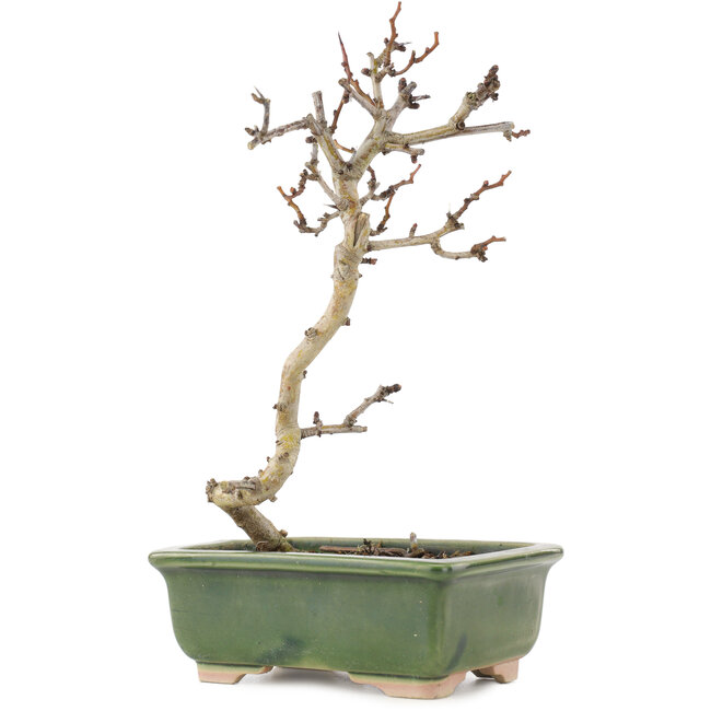 Crataegus cuneata, 17,5 cm, ± 5 Jahre alt, in einem handgefertigten japanischen Topf