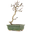 Crataegus cuneata, 17,5 cm, ± 5 años, en maceta japonesa hecha a mano