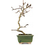 Crataegus cuneata, 17,5 cm, ± 5 Jahre alt, in einem handgefertigten japanischen Topf