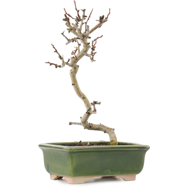 Crataegus cuneata, 17,5 cm, ± 5 jaar oud, in een handgemaakte Japanse pot