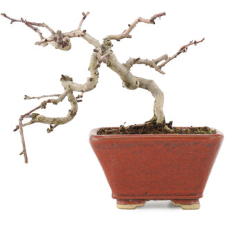 Crataegus cuneata, 11 cm, ± 5 ans