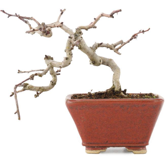 Crataegus cuneata, 11 cm, ± 5 ans, dans un pot japonais fait main